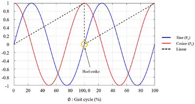 Effect of Torso Kinematics on Gait Phase Estimation at Different Walking Speeds